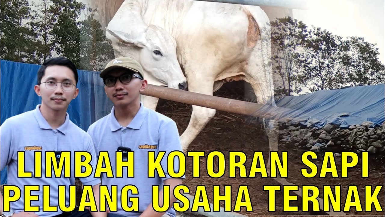 
                                 Peluang-Usaha-Limbah-Ternak-Kotoran-Sapi-Jadi-Pupuk-Organik